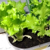 Koja salata se može uzgajati na prozorskoj dasci